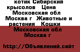  котик Сибирский крысолов › Цена ­ 10 - Московская обл., Москва г. Животные и растения » Кошки   . Московская обл.,Москва г.